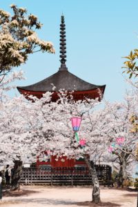 Sakura – Tokyo